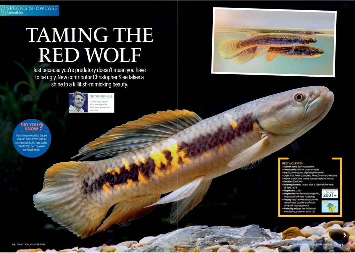 portonaquapet's tweet image. Did you know that our aquatics team have been busy in their spare time writing articles for Practical Fishkeeping magazine? 
Find their articles and many more at: practicalfishkeeping.co.uk

@PFKmagazine 

#PFK #pfkmagazine #practicalfishkeeping #practicalfishkeepingmagazine