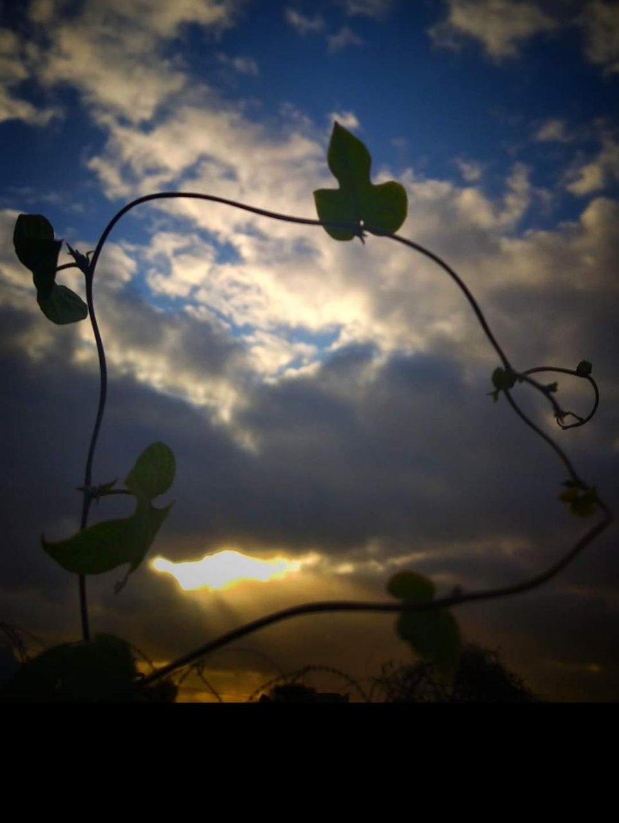 Hasina_Kouser's tweet photo. *"Sunset is proof,an ending can also be beautiful*
"-Rumi https://t.co/FmrlCvrbBA