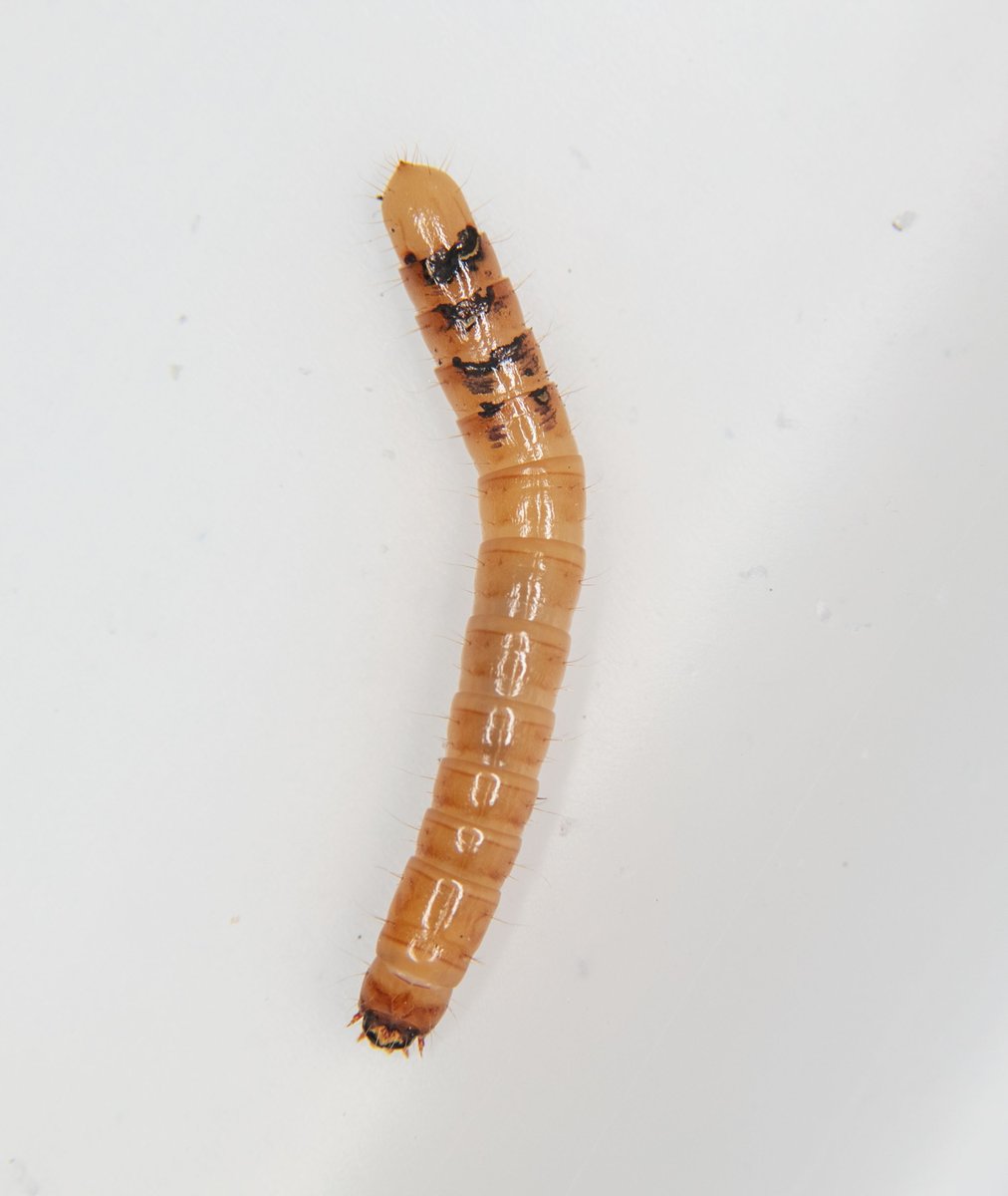 Blackthorncox's tweet photo. Slightly strange Agriotes larvae, quite short compared to the width compared to all the others i have.
We shall see.

#agriotes #wireworms #elateridae https://t.co/xbRtkrXORD