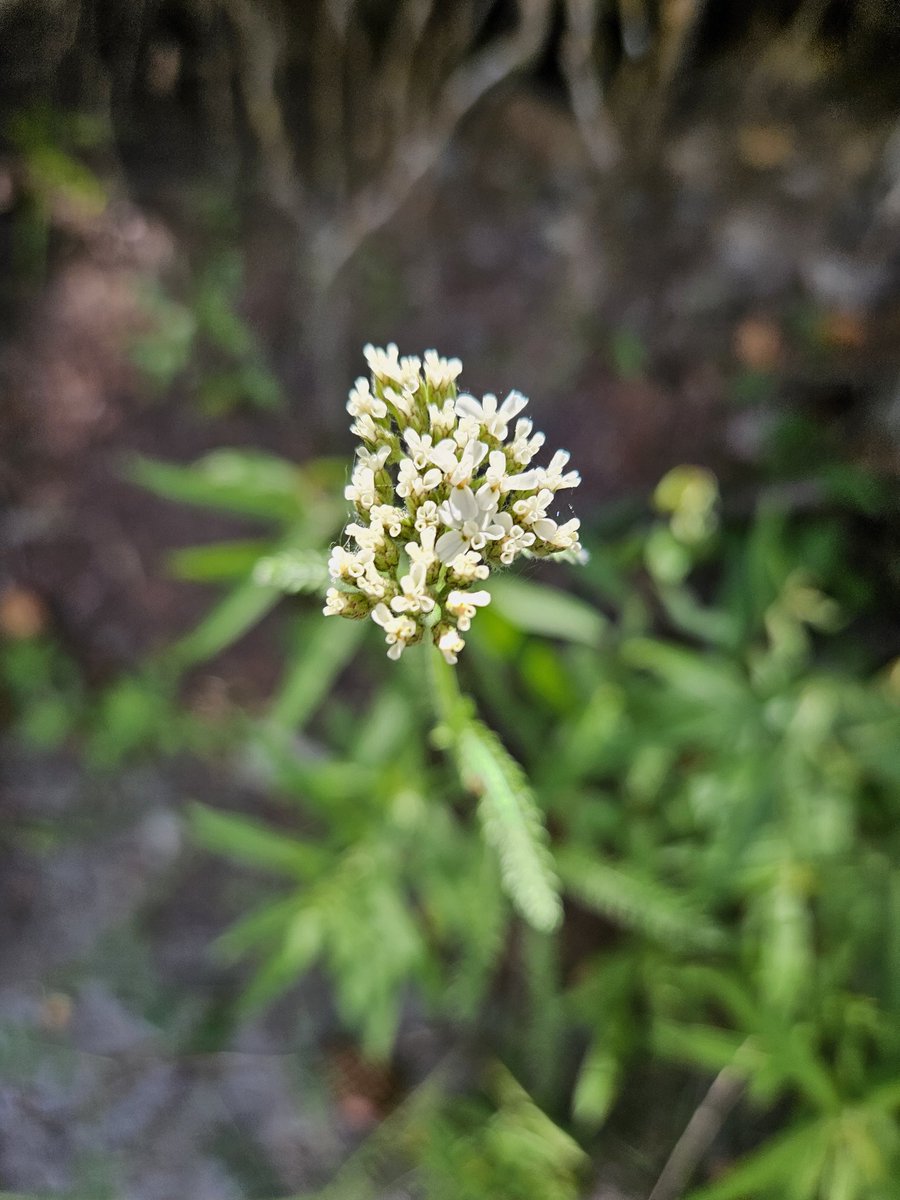 Blooming

.
#whiteflower #flora #closeup #macrophotography #forestfloor #stopandlookaround #flora #macro #macrosat #macrosaturday #flowerphotography #pnw #pnwphotography #pacificnorthwest #easternoregon #oregon