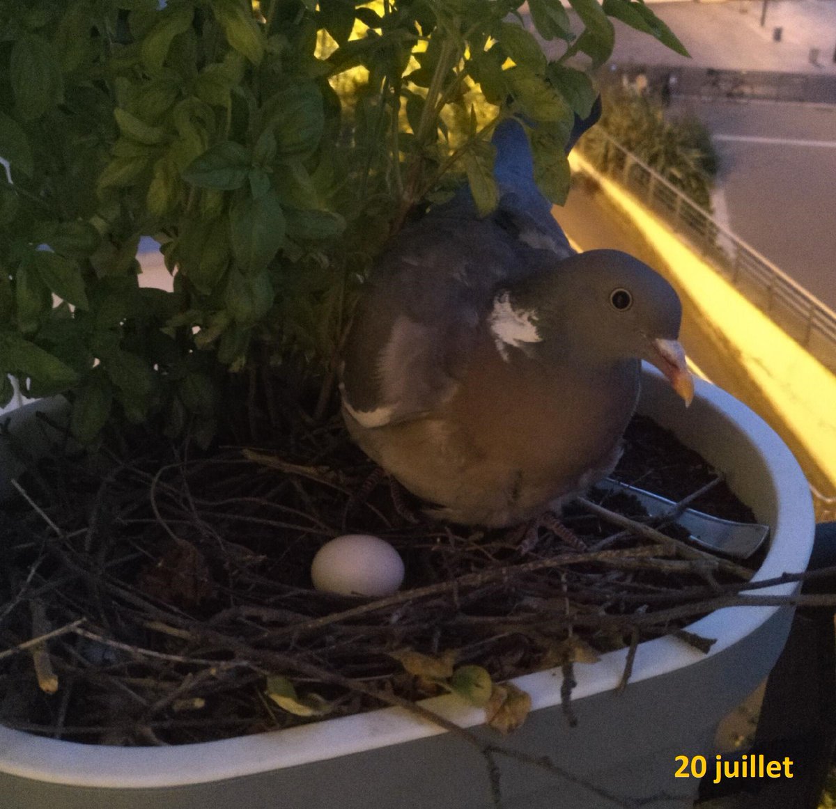 asso. Sauvez Nos Arbres tweet media