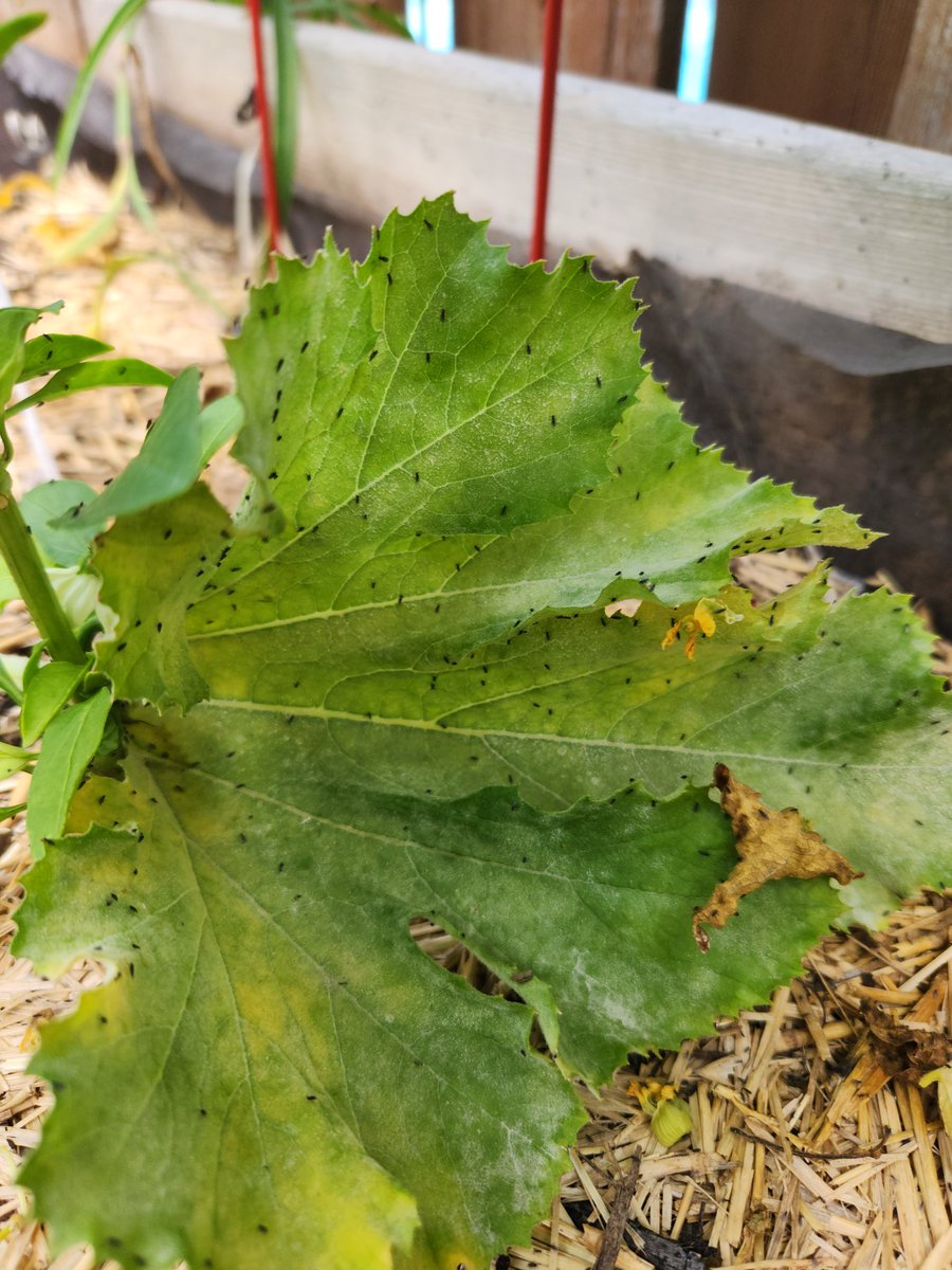 Valsmitty's tweet photo. Good wonderful morning @FrankFerragine 
Could you help me identify these little tiny flying insects? They are hanging around in my vegetable garden. Not doing any damage (that I can see) but there are 100s of them! Thanks in advance 🍅🥒 https://t.co/dMjRRbdnTo
