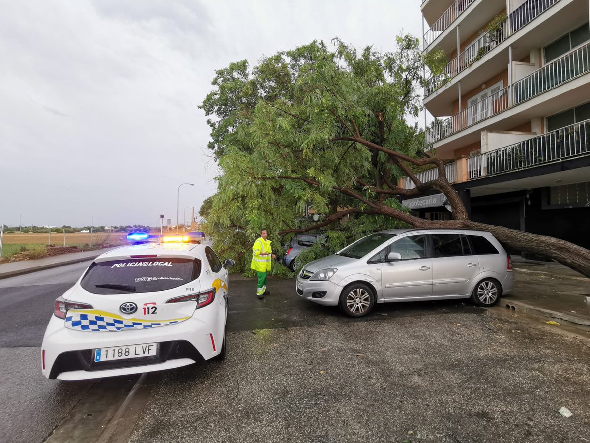 policiadepalma's tweet photo. Hemos atendido a lo largo de la mañana 141 servicios relacionados con el temporal. 

Caídas de árboles, toldos, andamamios y desprendimientos de elementos de fachadas y restricciones de tráfico. 

Afortunadamente, no lamentamos daños personales. https://t.co/GxBombZYXF