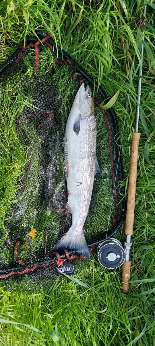 Ferrybryan's tweet image. An absolute bar of silver accounted for today on a Willie Gunn fly.Fresh in from the sea and gave a hell of a scrap!!!