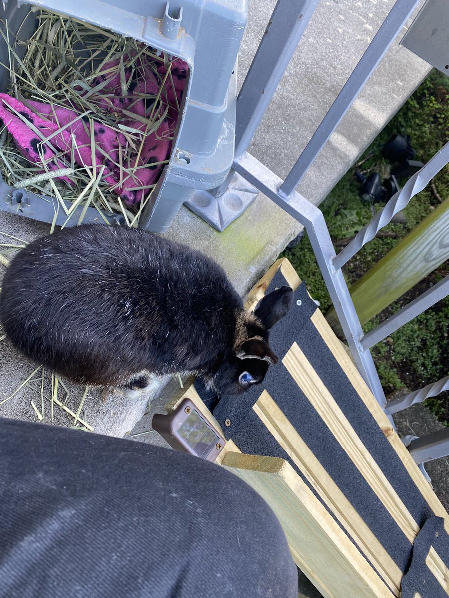 drmolarmagic's tweet photo. Our magical bunny Kugel hopped over the  #rainbowbridge today. We will miss ❤️🌈🐇 https://t.co/7tf0Kd9uNu