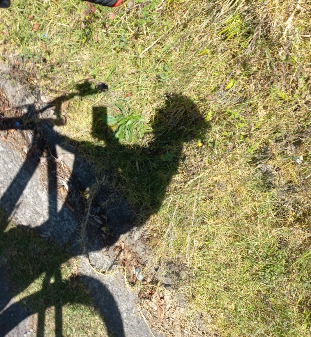 Delgado1Single's tweet photo. Me encanta la libertad de la 🚲 Espero se pueda dar algún momento así con una parejita, para un plan como este... #SwingerPasto #HotwifePasto #Putiesposa #Hotwife no todo puede ser #sexo https://t.co/6UzCWITuga