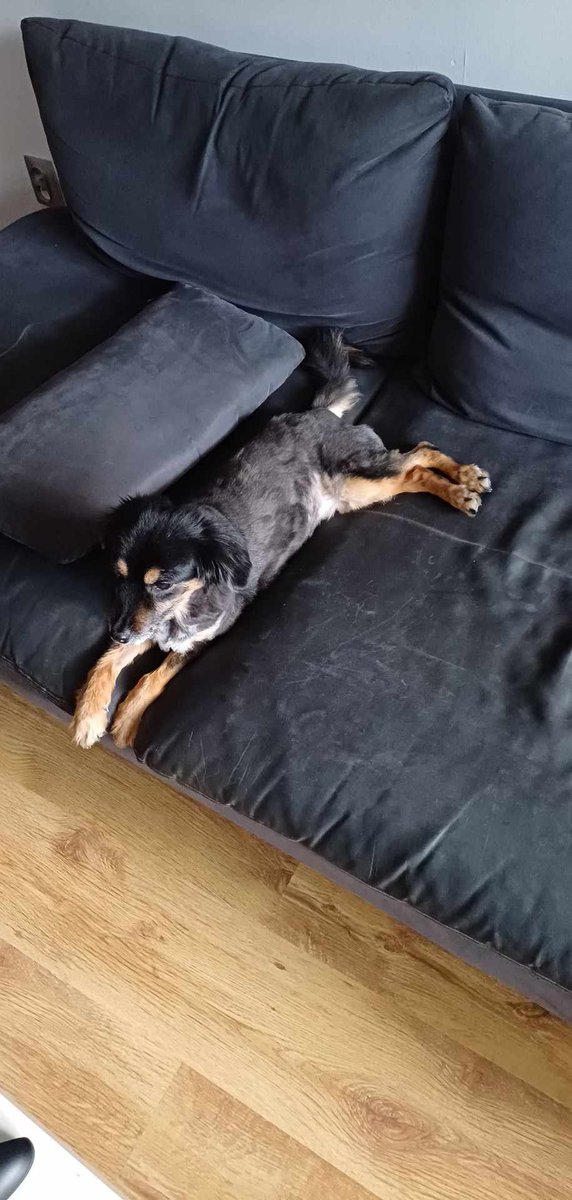 LeszekTrela's tweet photo. Powiedzieli - zostań kim chcesz. Tak więc, klocek L z tetrisa został moim powołaniem.

#pies #humor #pieseł https://t.co/YX7yNDLmDd
