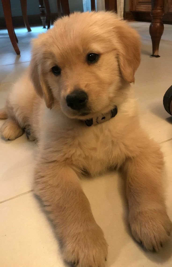 algún día voy a criar un golden con el amor de mi vida