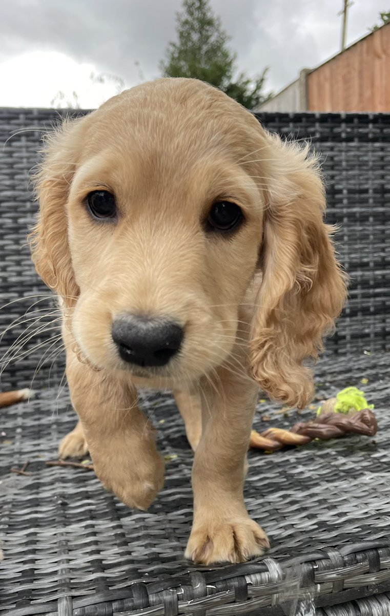 Wellington & Arlo tweet media