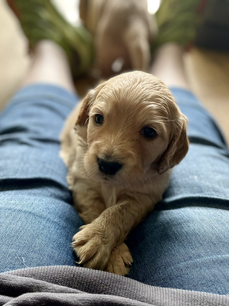 Wellington & Arlo tweet media