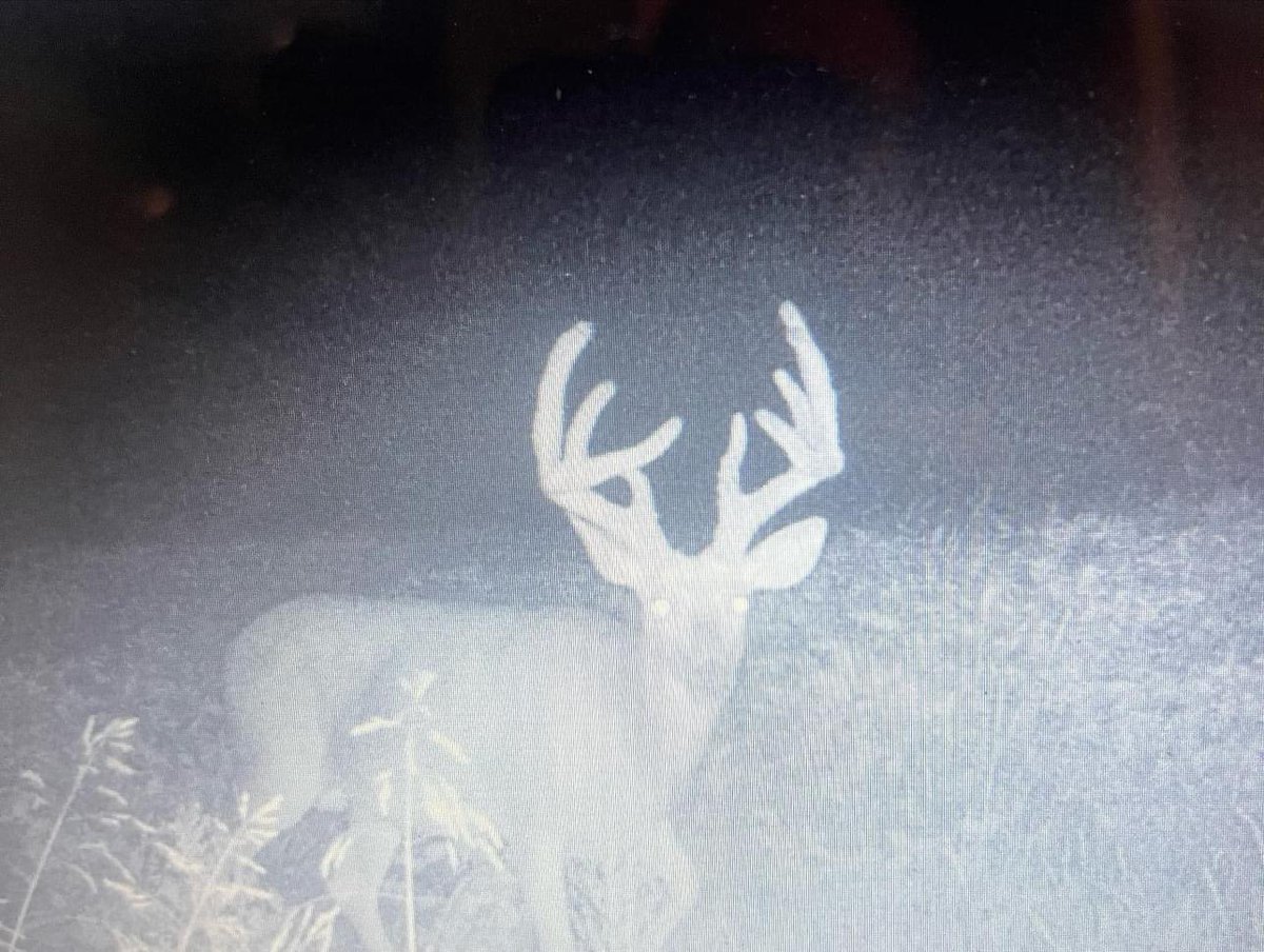 Buck_Chasers's tweet photo. https://t.co/1xP7JHhYm4
