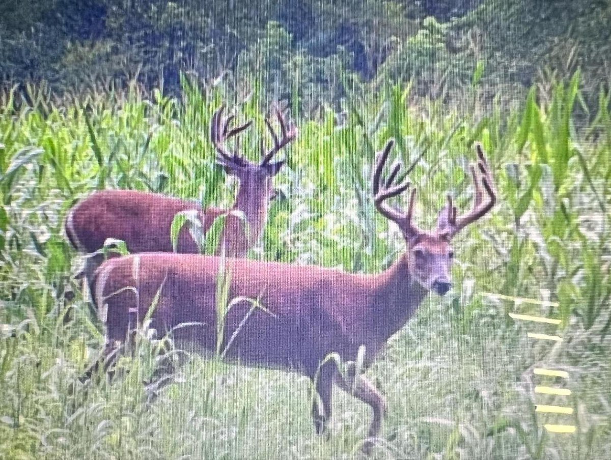Buck_Chasers's tweet photo. https://t.co/1xP7JHhYm4