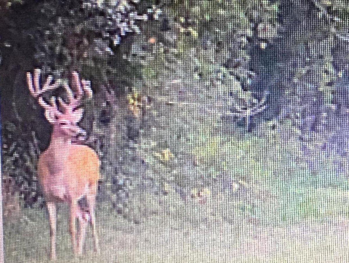 Buck_Chasers's tweet photo. https://t.co/1xP7JHhYm4