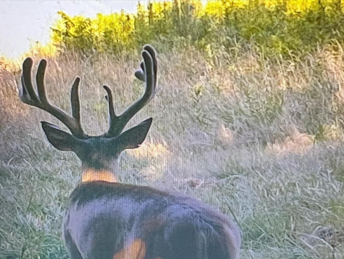 Buck_Chasers's tweet photo. https://t.co/1xP7JHhYm4