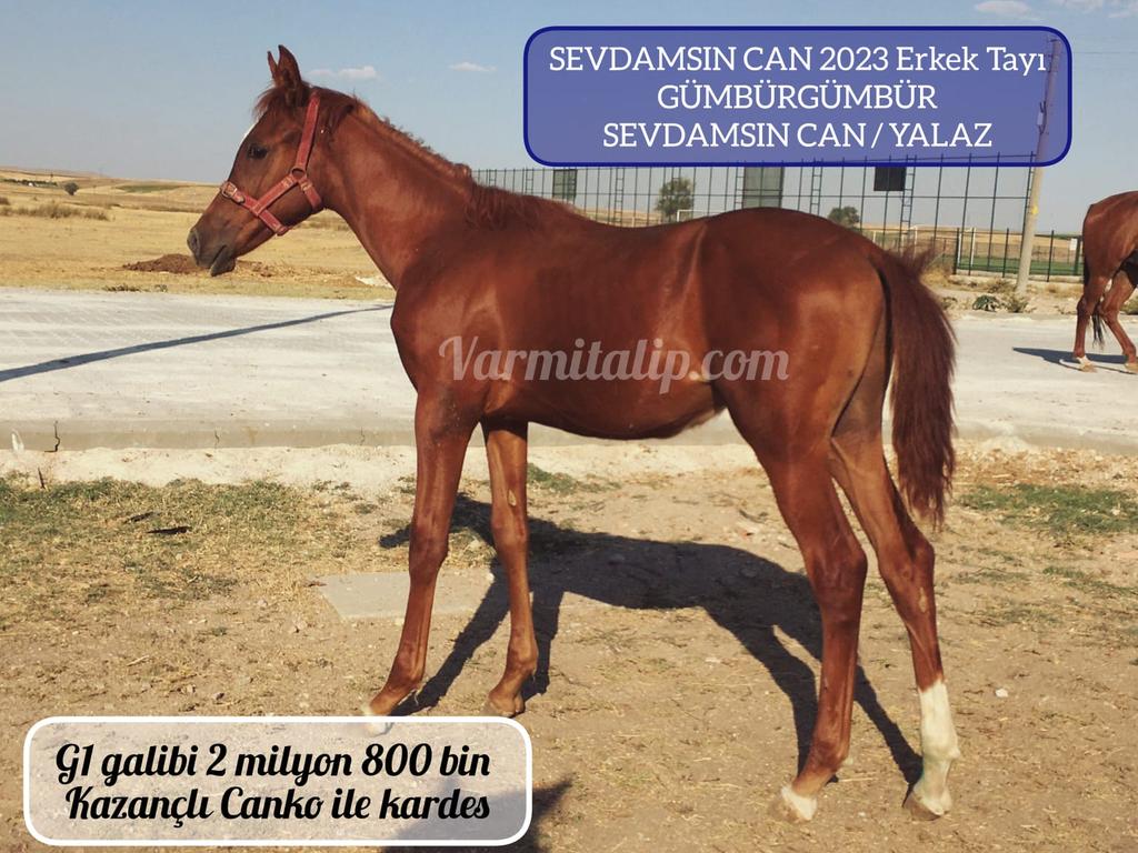 MetinMfg's tweet photo. G1 galibi 2 milyon 800 bin kazanan #Canko ile kardeş #Gümbürgümbür Erkek tayına #varmitalip #SatilikTaylar #ArabianHorses @VIHIGPHE
 📞05362458068 @varmitalip @onurerol8 @tekeliduran1 @fuatsonme @canmuharrem2626 @cantinazhakan @Odinhan2 @GenceroSair @Ahmet_Aytekinn https://t.co/kUGgMXAUgI