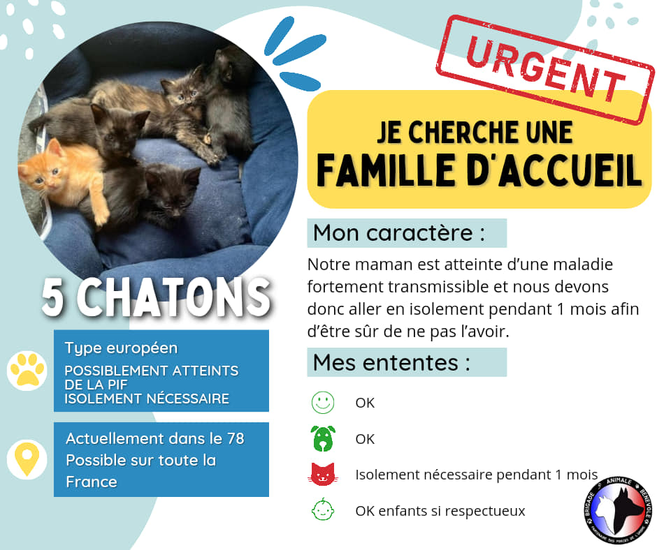 bab_asso's tweet photo. Concernant ses chatons, certains sont un peu + faibles que d’autres, mais se portent relativement bien
Nous attendons 1 mois pour les tester et être sûrs  qu’ils ne sont pas malades
En attendant, ils cherchent une famille d’accueil pouvant s’en occuper et les isoler si nécessaire https://t.co/yzE2qDcY8e