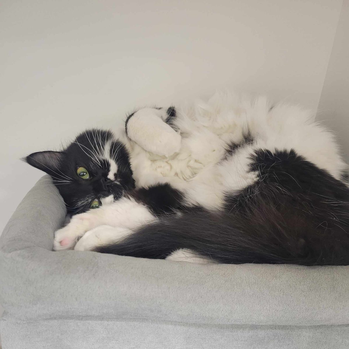 FMSPCA's tweet photo. Gender: Male
Age: 3 Years

Looking to add a fluffy ball of love to your home? Meet Ferris! This sweet man loves the attention of his people. His loud purr will show you how much he adores you! He’s sure to bring warmth to any home! https://t.co/JQcIcAgG22