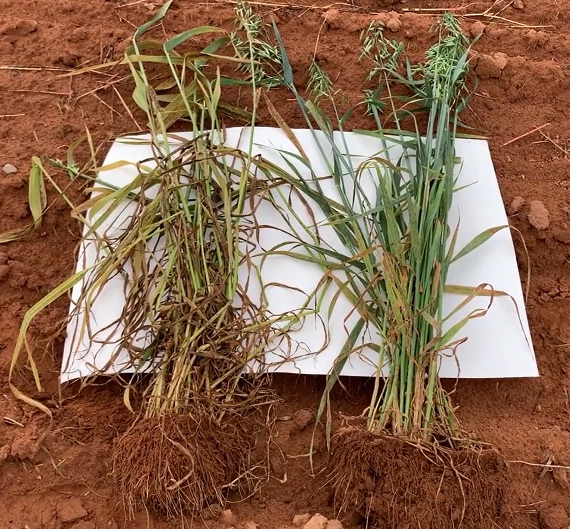 Variety matters! Sonny Murray, Perennia Berry Specialist and Rosalie Gillis-Madden, Perennia OFCAF Technical Project Manager, chat about two of the oat varieties we planted last year: youtu.be/1CjTEQHzgEY 

#OFCAF_NSNL #CdnAg @AAFC_Canada