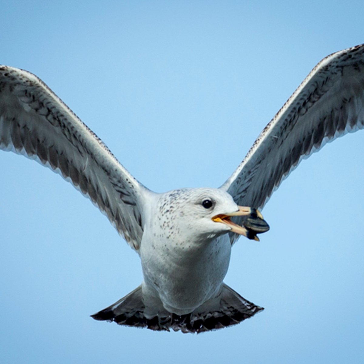 Can you identify this gull flying over Bolsa Chica? Gulls play an important scavenger role in the ecosystem and also serve as a prey item to larger bird species like hawks and falcons. See if you can identify the species of this gull before anyone else! PC: Jim Akers