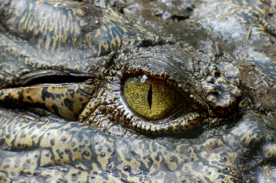 TheSpicecast's tweet photo. 🐊 What does this spice have to do with alligators? Listen to this month's episode of Spice Oddities to learn all about alligator pepper and its culinary, medicinal, and cultural prominence! https://t.co/2PzQWQR0cT #podcast #spicy https://t.co/idULDDTPbh