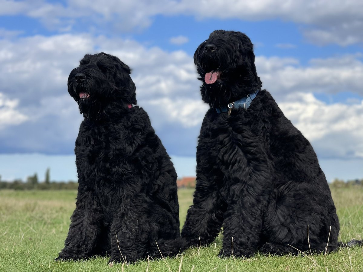 jonmmac's tweet photo. Just a random caught off guard pic of the dogs 😎😎 https://t.co/X69KtTMFm0