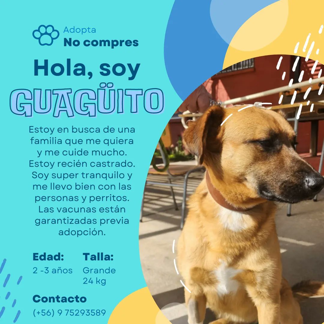 FerNanda_VFQ's tweet photo. Guagüito es un perrito regalón, tranquilo y cariñoso. Se lleva súper bien con las personas y su carácter es muy pasivo. 
Esta buscando un hogar con urgencia ya que existen vecinos que le quieren hacer daño.
#Rancagua #AdoptaNoCompres #Machalí #Santiago #Chile #perros https://t.co/SuITejOIG0