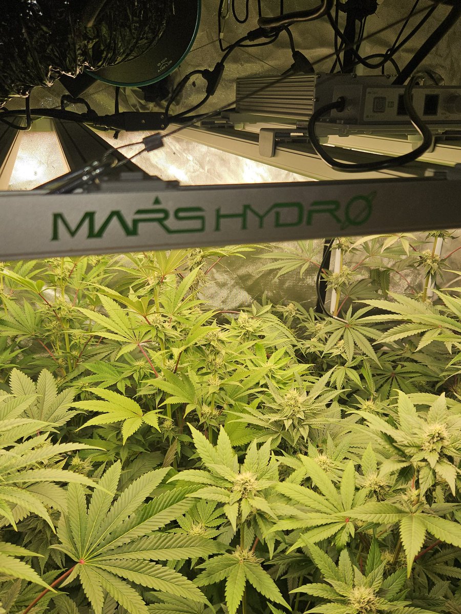 JamesHolleran22's tweet photo. @JamesHolleran22 day 28 of flower under the FCE4800 Smart edition with 4 inch exhaust fan and carbon filtration @MarsHydroLight @Coco_Pan2022 https://t.co/it9JB6VFS5