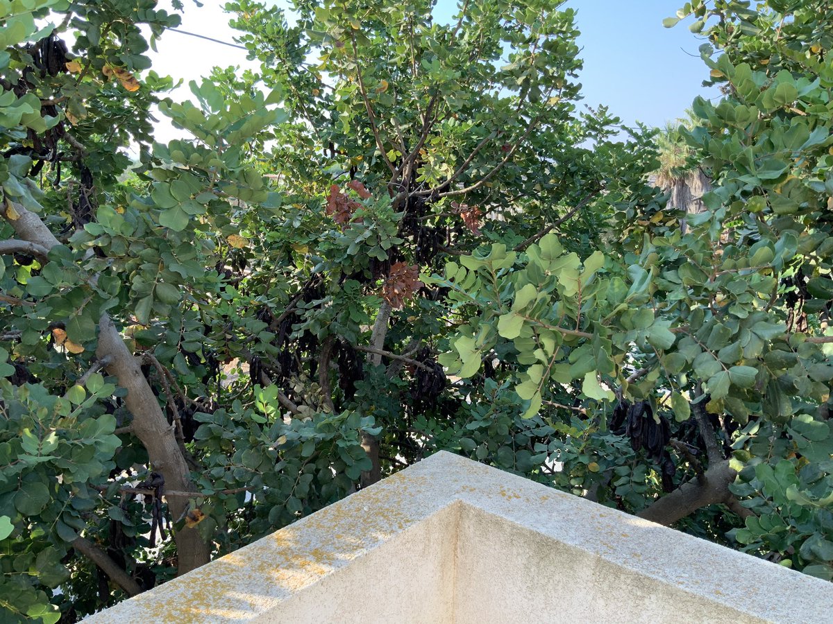 carlo ottaviano tweet media