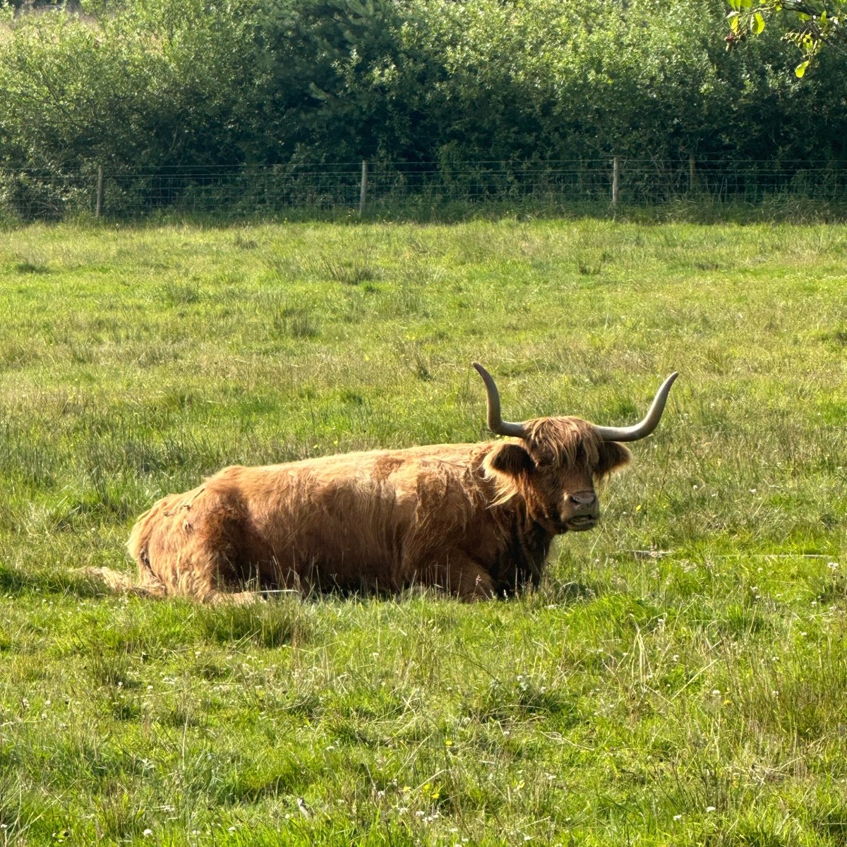 Can you think of a better way to spend your Sunday afternoon?