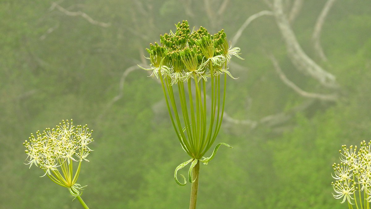 Angelica archangelica - Angel of Valley of Flowers #valleyofflowers #uttarakhandforest #monsoonflowers #angelicaarchangelica @ukfd_official