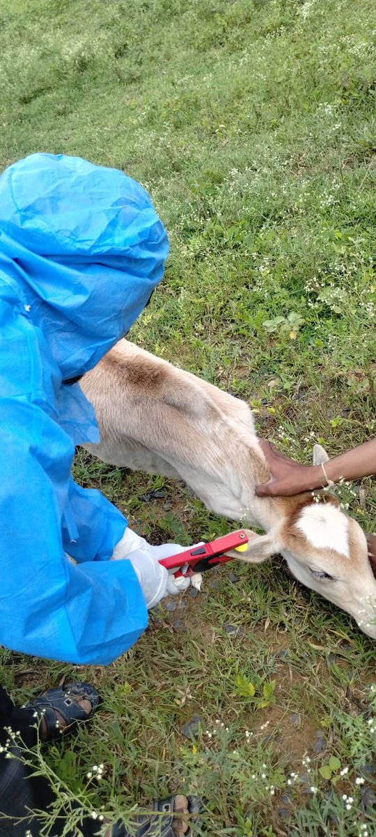 IASTripathiCG's tweet photo. Dt.-26/08/23
Old-Jalke Vill.-Jalke #Brucella #Vaccination #Tagging @KorbaDist #Protection #AnimalHealth #Zoonotic #NADCP @ChhattisgarhCMO @Dept_of_AHD @VibhagCg https://t.co/knIVzHVRHl