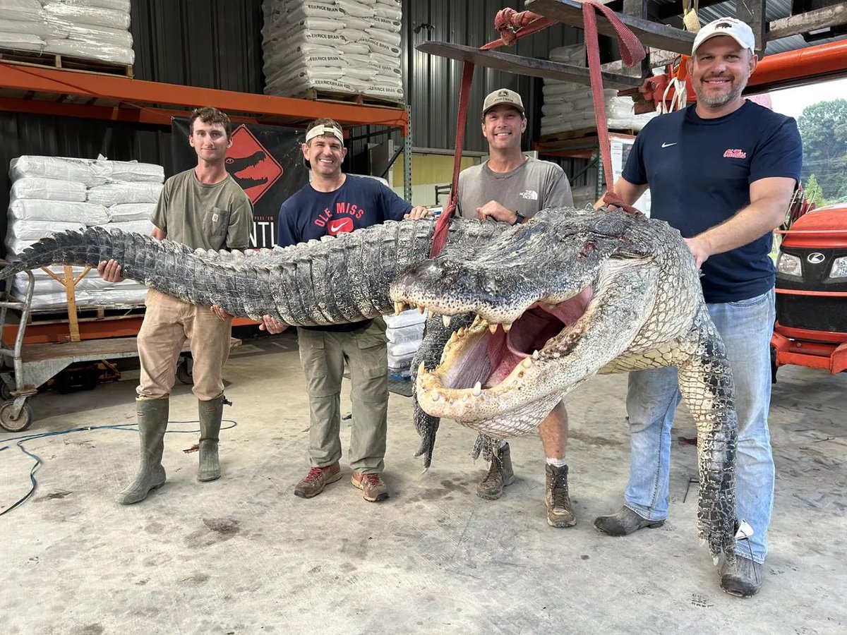 Congrats to Don, Joey, Tanner and Will on harvesting the biggest alligator in state history! #TastesLikeChicken