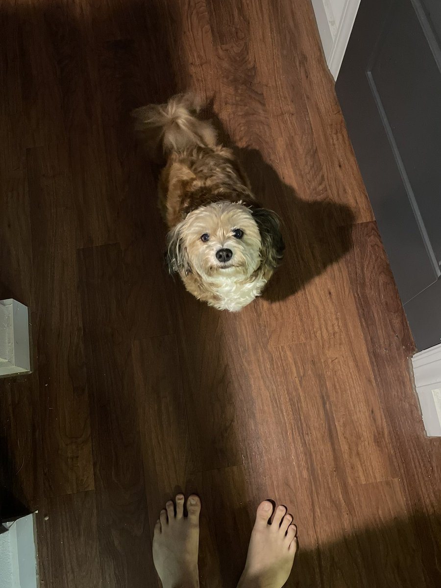 AllDaySP's tweet photo. @DALLASBRADEN209 Ruby will have a new friend to play with in doggy Heaven, Neo (first two pics). Sweet boy Bear is our current fur baby (second two pics). https://t.co/uxUohh3AQO