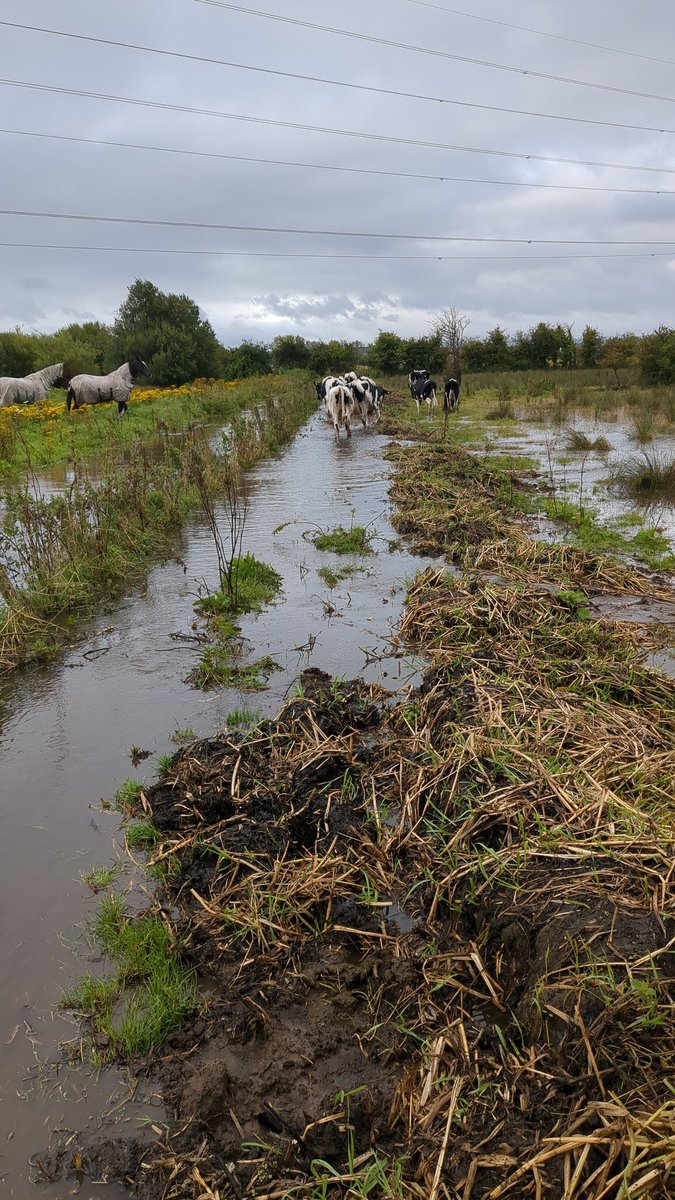 August in Cheshire, rescuing stranded heifers this morning . Is it too early to start getting concerned about conditions for maize harvest?