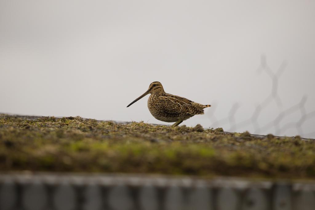 There were plenty of snipe around Loch Stiapabhat today. This one, on the roof of the hide, alerted us to its presence by footsteps heard while we were inside.
#outerhebrides #isleoflewis