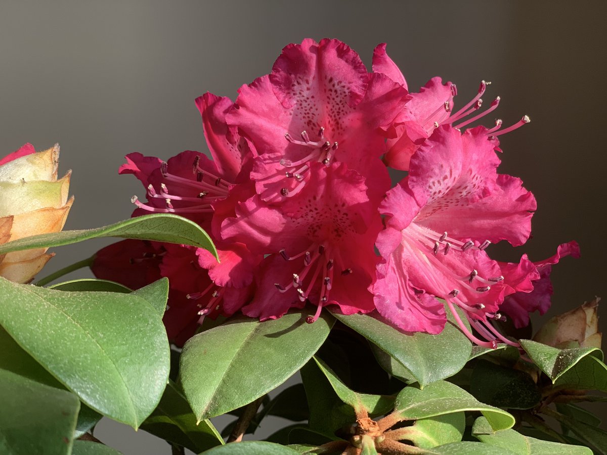 vprtxx's tweet photo. peony https://t.co/JrmcZaEVKb