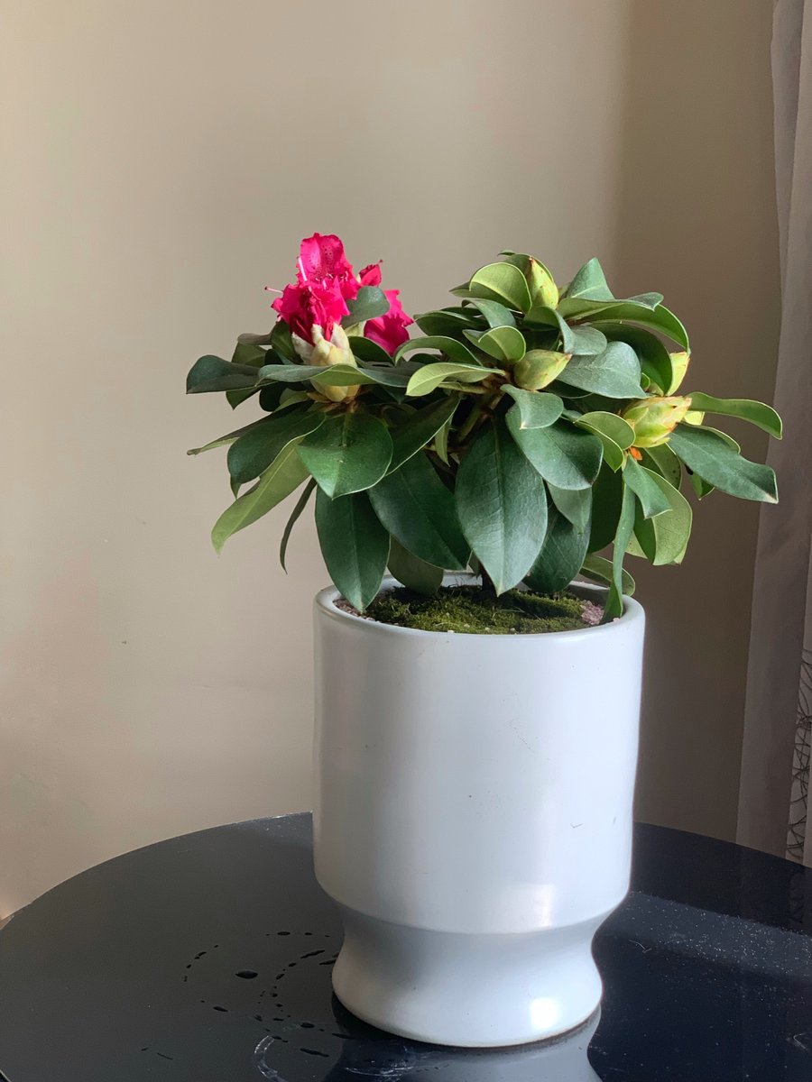 vprtxx's tweet photo. peony https://t.co/JrmcZaEVKb