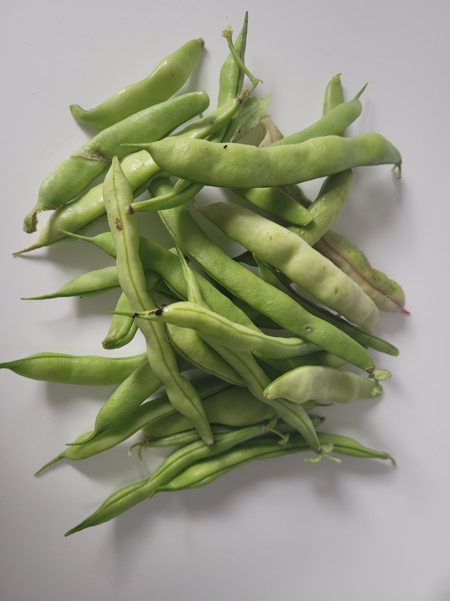 SeedsStats's tweet image. Black becky French beans 👀@gardenorganicuk 
#growyourown
