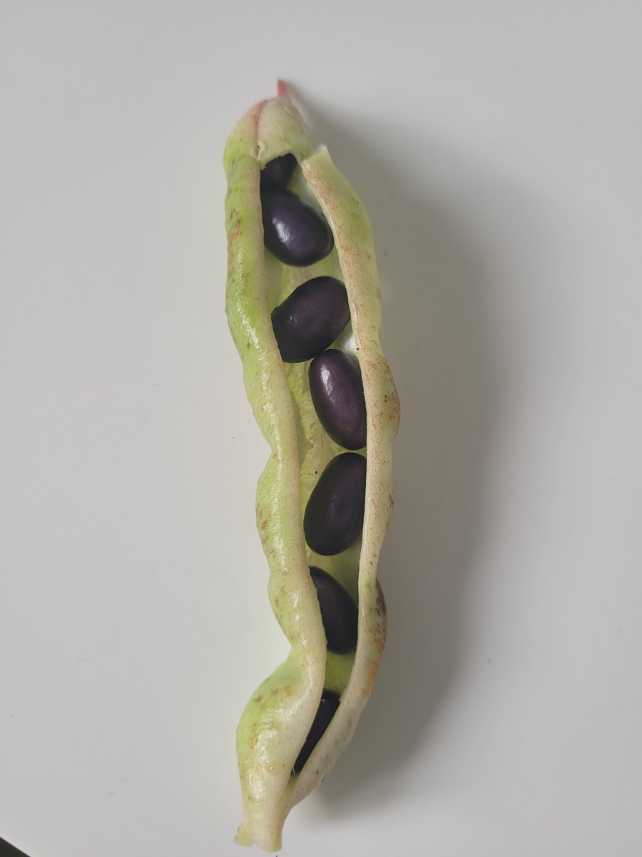 SeedsStats's tweet image. Black becky French beans 👀@gardenorganicuk 
#growyourown