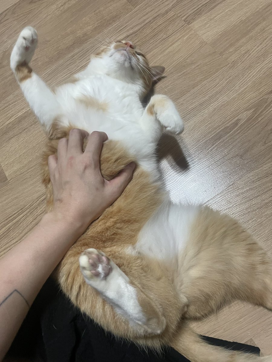 ddubicat's tweet photo. 트윗 아니 X...를 올리지 않은지 반 년이 넘었네요. 뚜비는 잘 지내고 있습니다 https://t.co/FVr75gge37