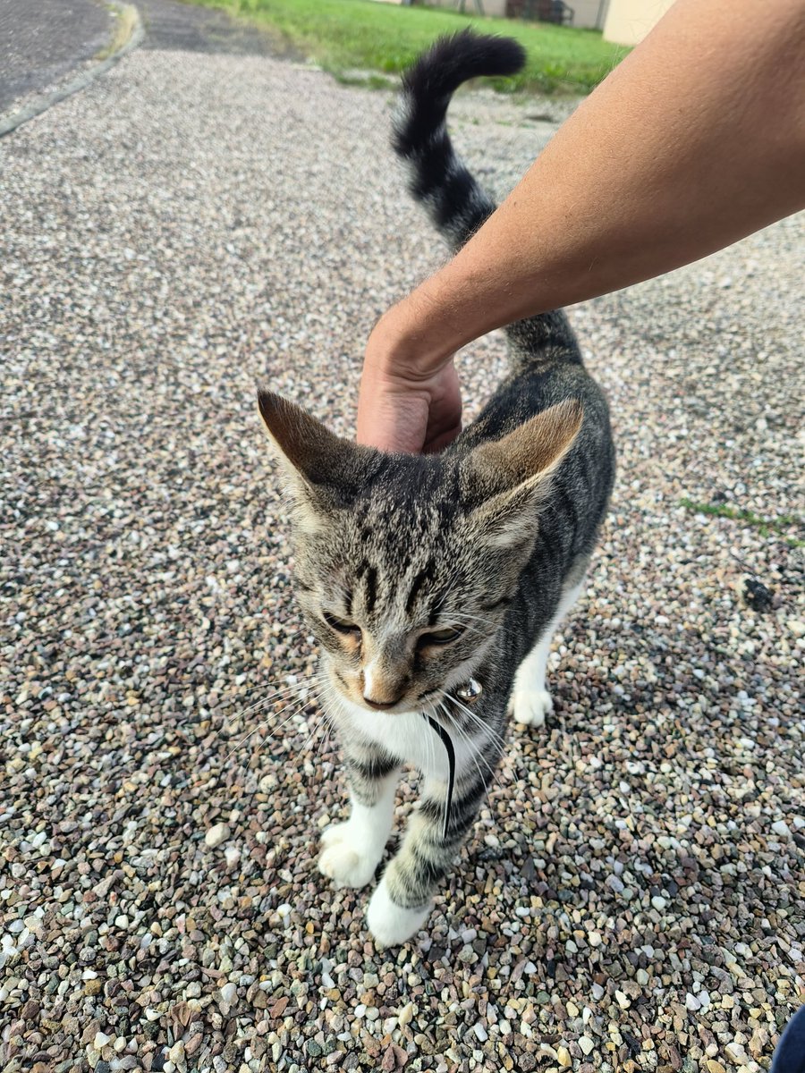 casimirdu70's tweet photo. #petalert70 #corbenay ce petit chat hyper sociable reste vers chez moi... Il a l'air paumé. https://t.co/A5YGAvjP8q