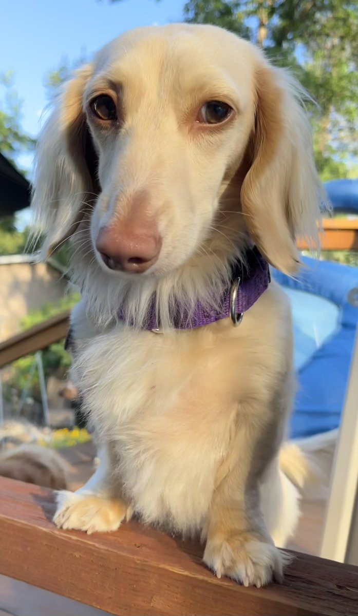 EdgarWiener's tweet photo. @Sisfurs Because she is the Duchess! She will do when she wants like all royalty π
We have a Princess here so we understand π #LoveCoco π https://t.co/nG2EyAVJAb