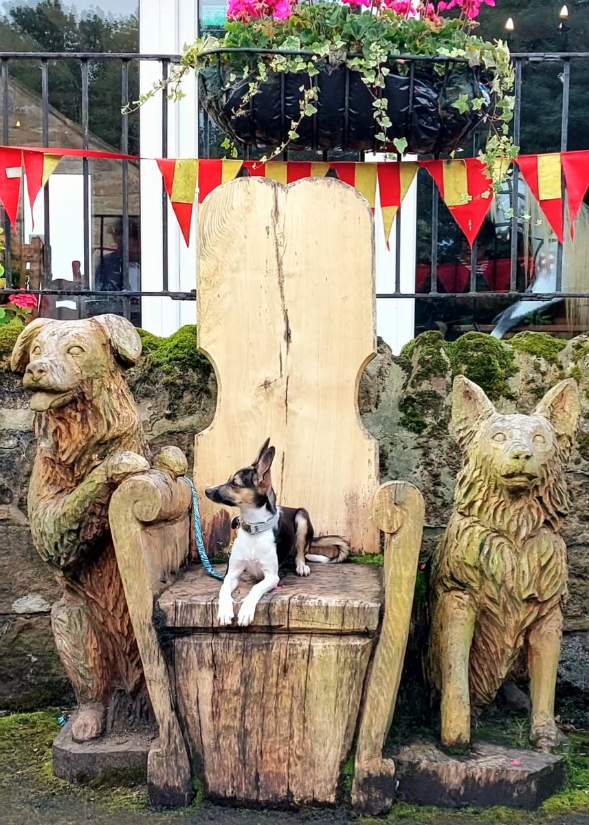 andisheffer's tweet photo. Lovely tea and ginger cake at The Rocking Horse Cafe, Ezra loved meeting Sam &amp; Rocky, the border collies! #Rockinghorsecafe #Northumberland https://t.co/JDViTB9hY9