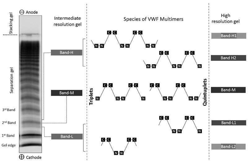 'Von Willebrand Factor Multimer Analysis and Classification: A Comprehensive Review and Updates' from @AMSAADALLA and colleagues at @ARUPLabs @UUtah @MayoClinic #VWF #VWD #coagulation thieme-connect.de/products/ejour…