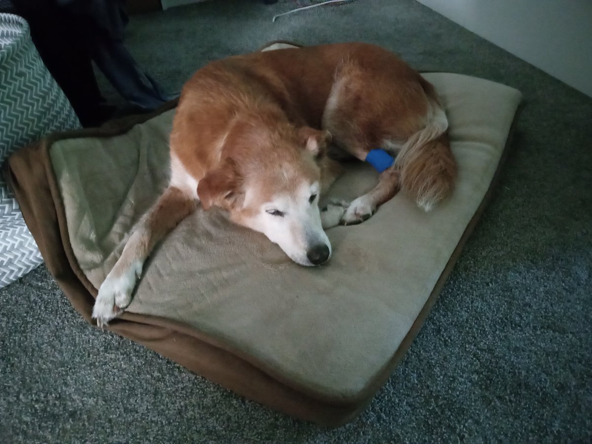 Wendalamax's tweet photo. @DALLASBRADEN209 The dogs in our lives leave their paw prints in your heart.  Condolences from Marley &amp; me 🐾 ❤️ https://t.co/4Vaf5r2gRK