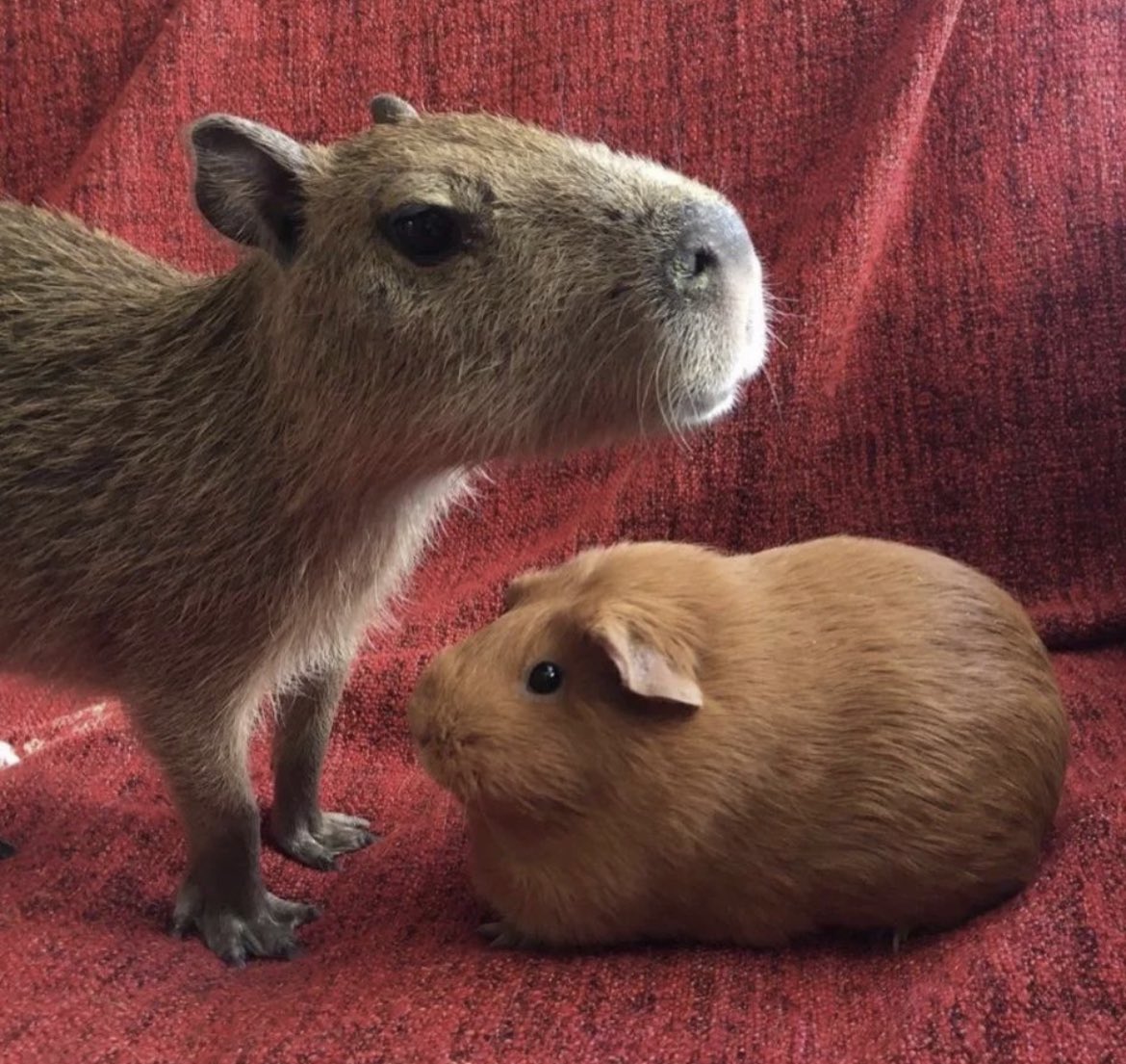 Capybaras tweet media