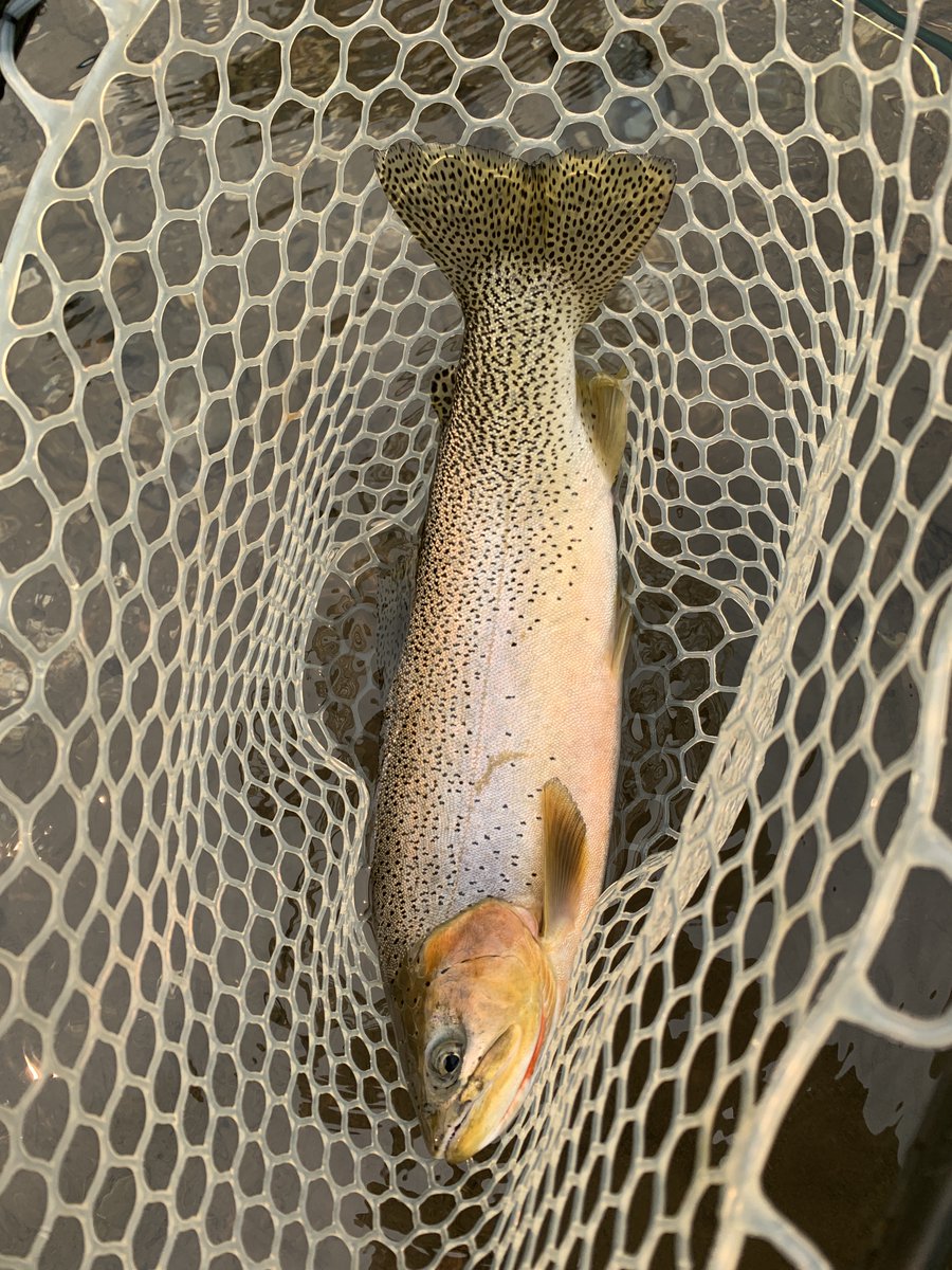 Kell KI7UXT (@ki7uxt) on Twitter photo 