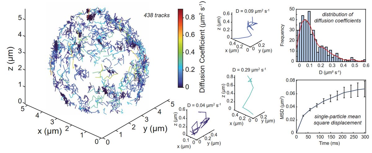 sam (@samofmidworld) on Twitter photo Very excited for <a href="/SMLM_Symposium/">Single Molecule Localization Microscopy Symposium</a> tomorrow! I'll be at Poster 16 presenting our simple apporach to speedy (10x faster) volumetric SR imaging described in our recent pre-print 'High-density volumetric super-resolution microscopy'! #SMLMS2023 Very excited for <a href="/SMLM_Symposium/">Single Molecule Localization Microscopy Symposium</a> tomorrow! I'll be at Poster 16 presenting our simple apporach to speedy (10x faster) volumetric SR imaging described in our recent pre-print 'High-density volumetric super-resolution microscopy'! #SMLMS2023