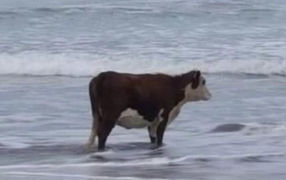 art_tefy's tweet photo. @DaniellaGraysk Una vaca cringe, pero libre https://t.co/HiXZLaGOTb