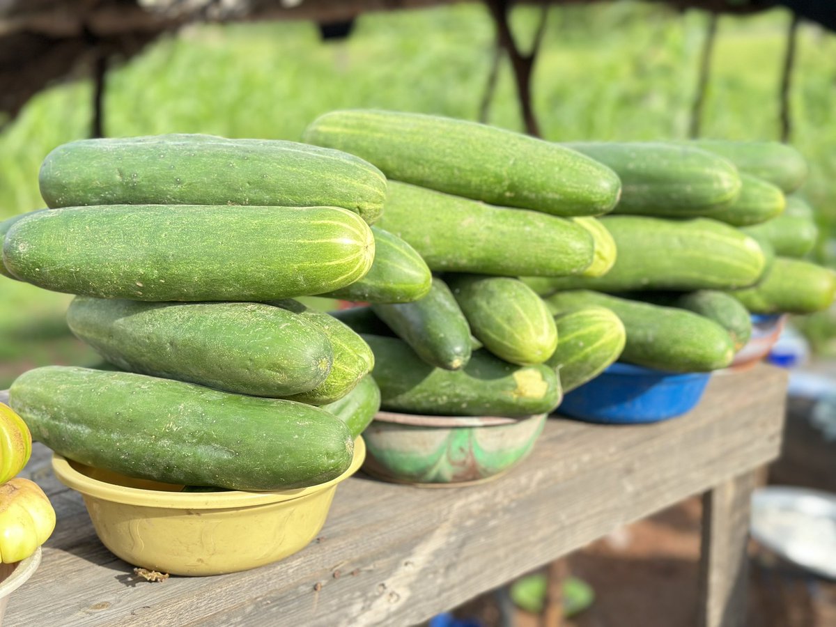 MdiOuedraogo's tweet photo. Elles sont de braves productrices qui exposent au bord de nos routes nationales le fruit de leur travail. Acheter des produits avec elles, c’est contribuer à leur résilience. De retour de Koudougou, je me suis ravitaillé. Un geste utile pour nos mères productrices agricoles. https://t.co/YkoZ4z4jnD